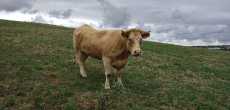 2026-09-09-(LUZINAY  38200)