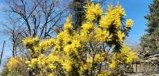 2025-03-30- CREMIEU- (38)