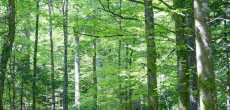 Vosges (35) - 1K JPEG.jpg