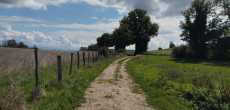 Courtenay (10).jpg